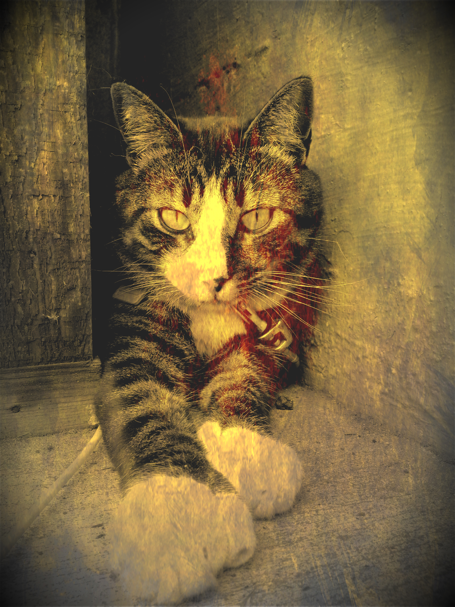 Captain the Manx